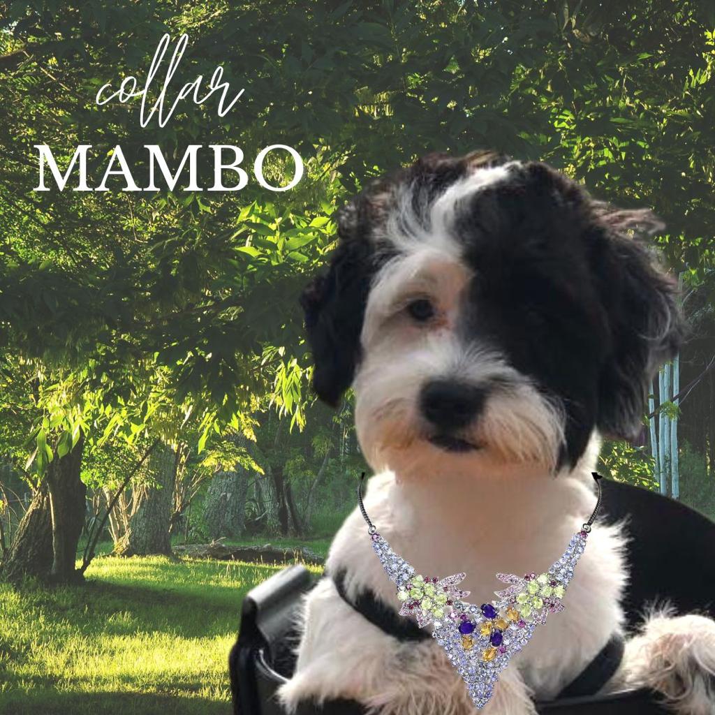 Mambo Collar